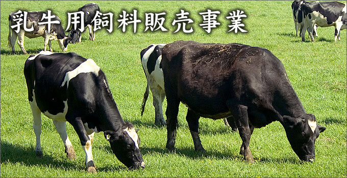 乳牛用飼料販売事業　牛と牧草
